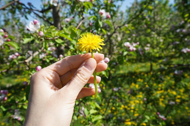 Paardebloembloem in een jonge vrouwelijke hand op een achtergrond van groenclose-up