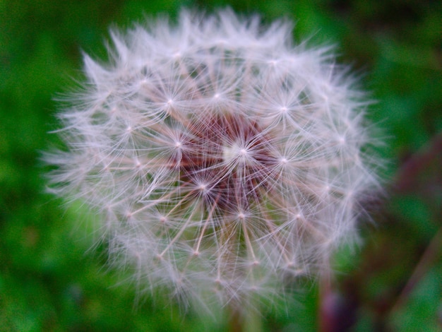 Paardebloembloem in groen gebladerte foto