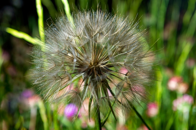 Foto paardebloembloem in het voorjaar, van heel dichtbij gefotografeerd