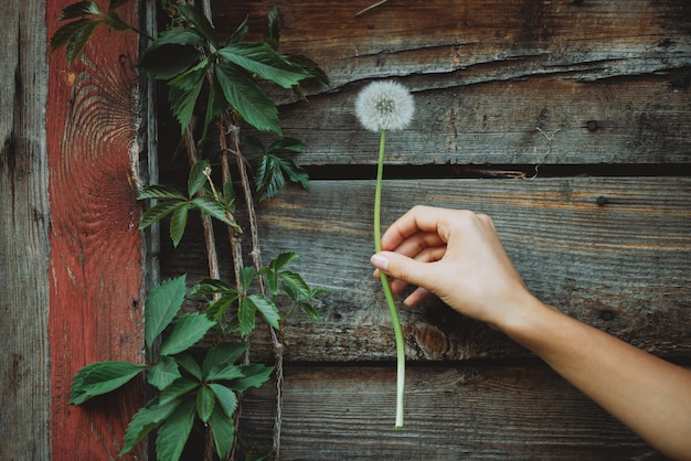 Foto paardebloembloem in vrouwelijke hand, houten muur met meisjesachtige druivenbladeren. mooie hand van meisje met blowball bloem op rustieke achtergrond met planten. weelderige paardebloem in het close-up van het vrouwenwapen