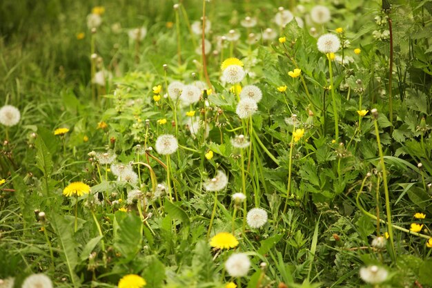 Paardebloembloemen met bladeren in groen gras