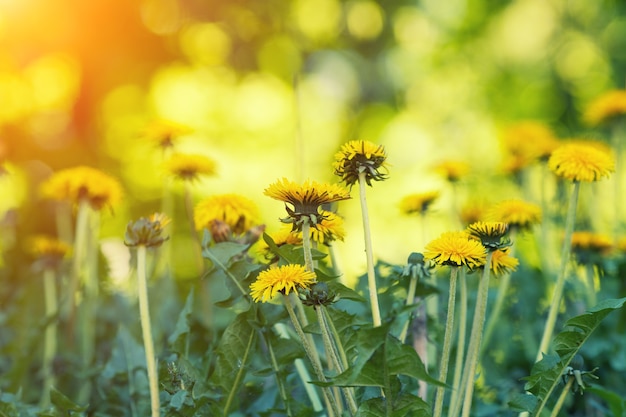 Paardebloemen gazon achtergrond