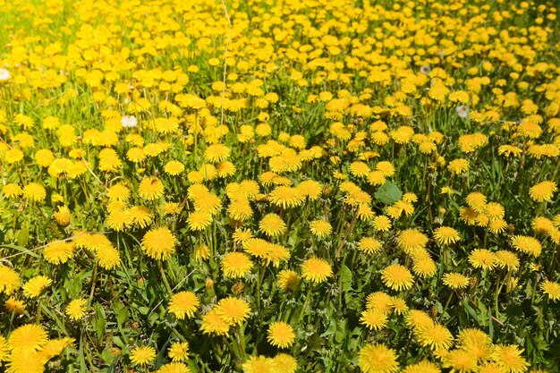 Paardebloemen in de lenteweide