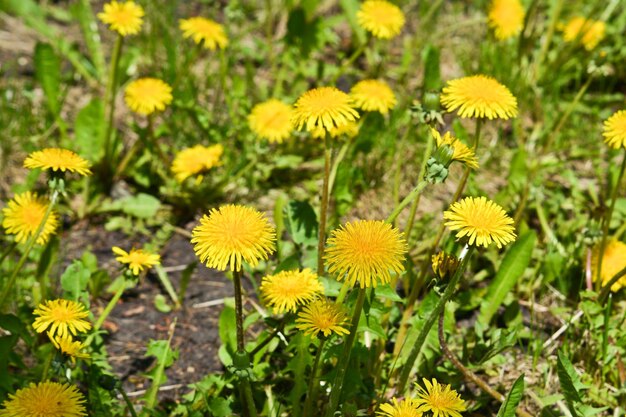 Paardebloemen in de lenteweide