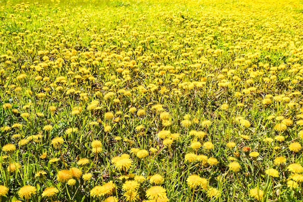 Paardebloemen in de lenteweide