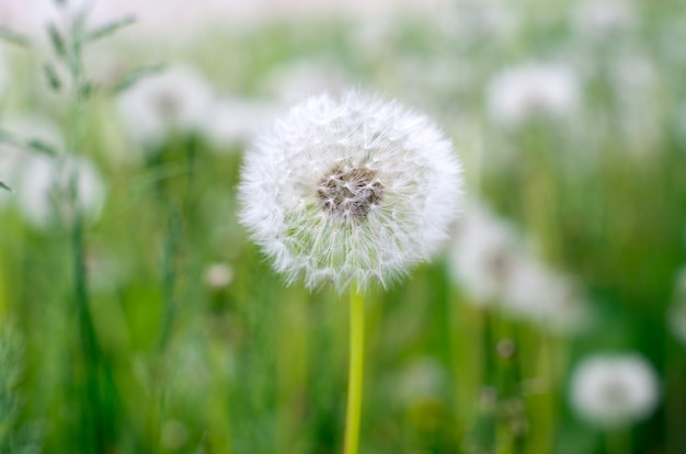 Paardebloemen in de natuur