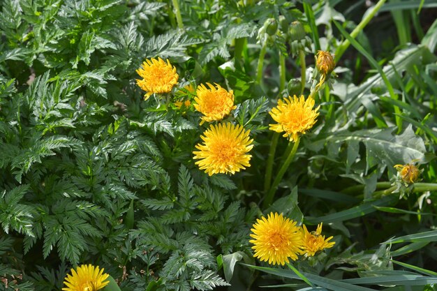 Paardebloemen in mei