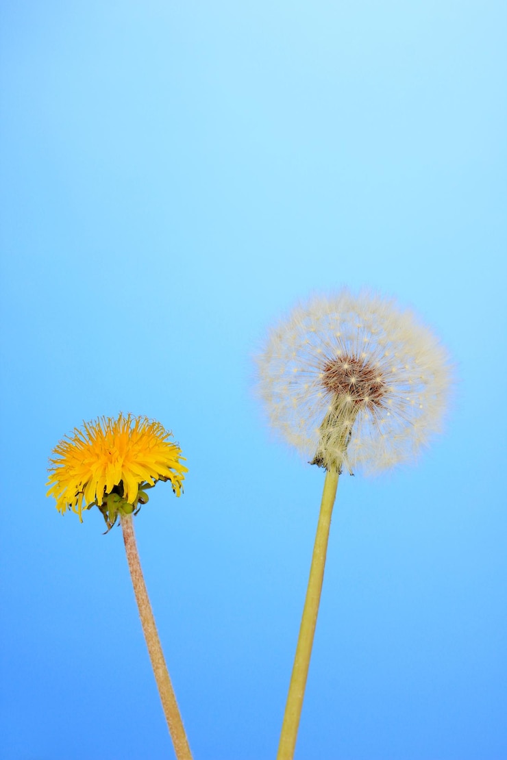 Foto paardebloemen op blauwe achtergrond