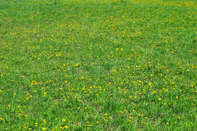 Paardebloemen op het gazon