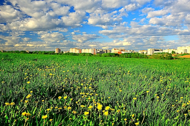 paardebloemen veld stad / abstract zomer landschap veld met gele bloemen in de buitenwijken