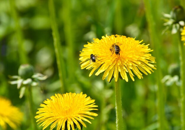 paardebloemen