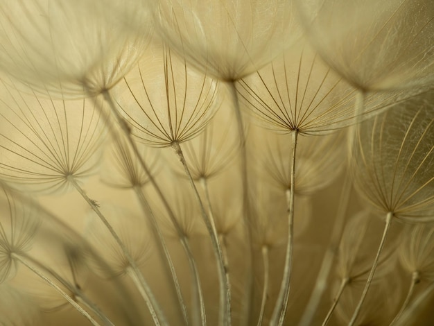 Paardebloemmacro op een beige achtergrond Luchtige en lichte natuurlijke achtergrond Selectieve focus