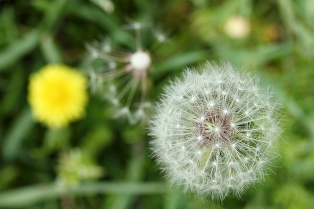 Paardebloemzaad en gele bloem