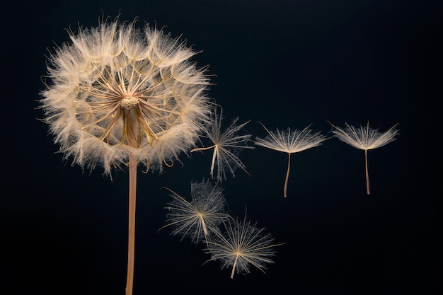 Paardebloemzaden die naast een bloem op zwart vliegen