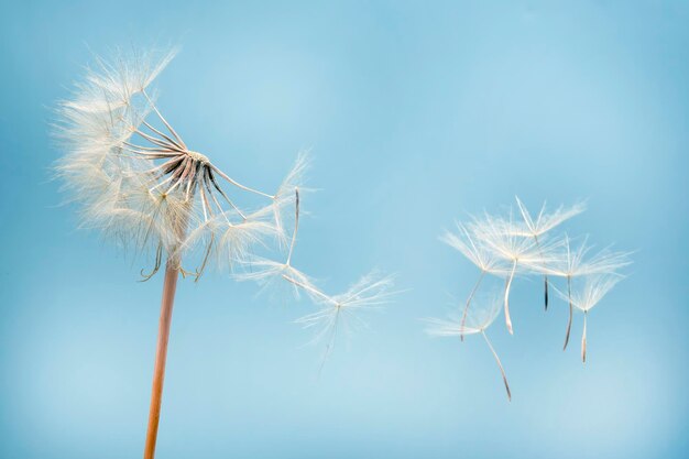 Paardebloemzaden die naast een bloem vliegen op een blauwe achtergrond, plantkunde en de aard van bloemen