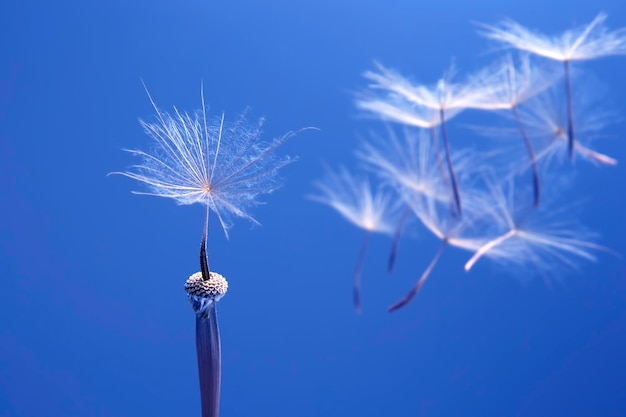 Paardebloemzaden die naast een bloem vliegen op een blauwe achtergrond, plantkunde en de aard van bloemen