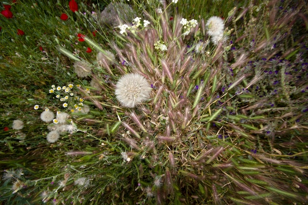 Paardebloemzaden en diverse bloemen en planten