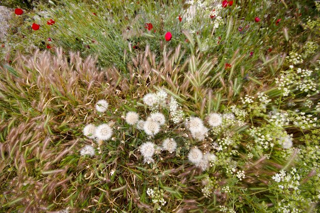 Paardebloemzaden en diverse bloemen en planten