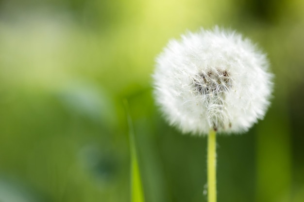 Paardebloemzaden in het zonlicht dat wegwaait over een frisse groene ochtendachtergrond