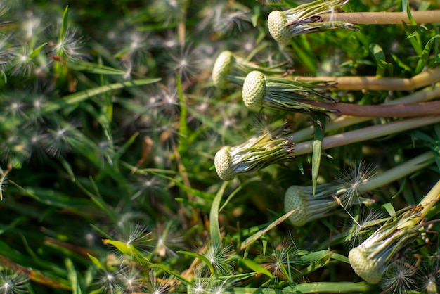 Paardebloemzaden op het gras