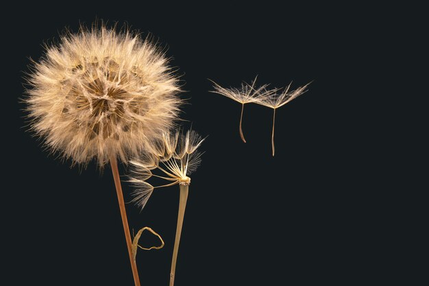 Paardebloemzaden vliegen in de wind weg van de bloem