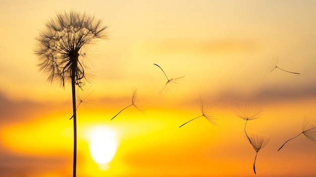 Paardebloemzaden vliegen tegen de achtergrond van de avondrood. Florale botanie van de natuur