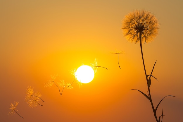 Paardebloemzaden vliegen tegen de achtergrond van de zonsonderganghemel Florale plantkunde van de natuur