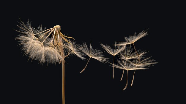 Paardebloemzaden vliegen van een bloem op een donkere achtergrond. Plantkunde en bloei groeivoortplanting.