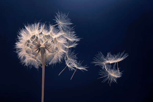 Paardebloemzaden vliegen van een bloem op een donkere achtergrond, plantkunde en bloeigroeivoortplanting