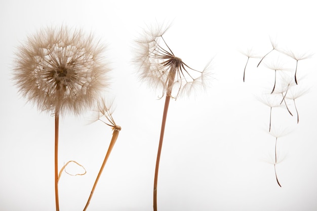 Paardebloemzaden vliegen van een bloem op een lichte achtergrond, plantkunde en bloeigroeivoortplanting