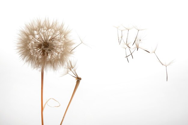 Paardebloemzaden vliegen van een bloem op een lichte achtergrond, plantkunde en bloeigroeivoortplanting