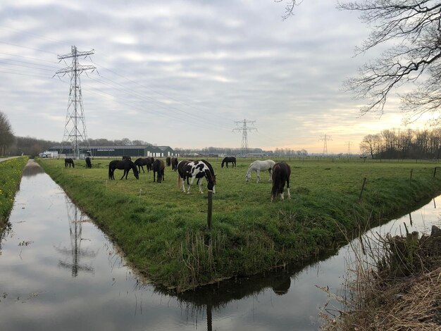 Foto paarden die grazen op een veld