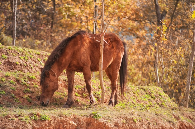 Paarden die in de herfst op het veld grazen