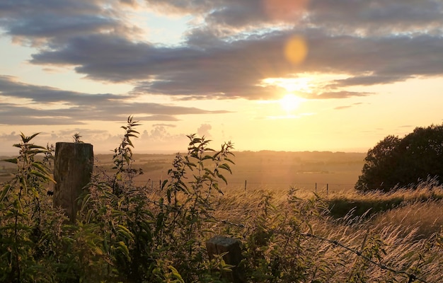 Paarden die in een landelijk landschap onder warm zonlicht weiden met blauwe gele en oranje kleuren grazende grasbomen en uitgestrekte mening