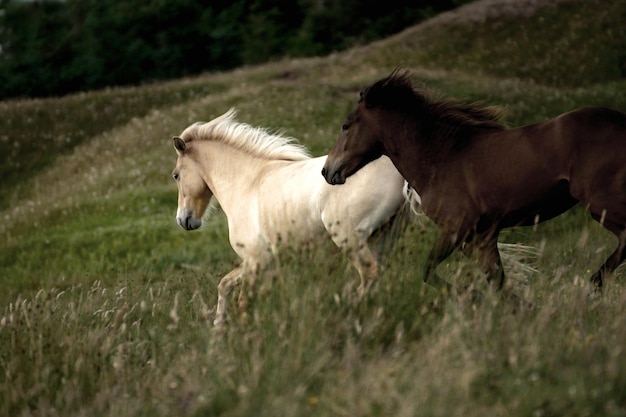 Foto paarden die op een grasveld rennen.