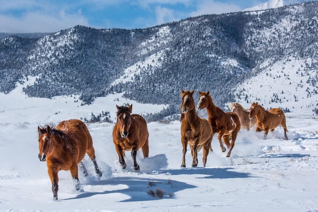 Foto paarden die op een met sneeuw bedekt veld rennen