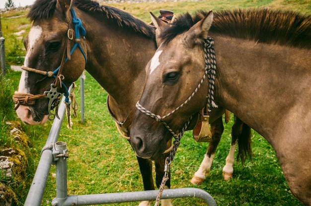 Paarden die op het land staan