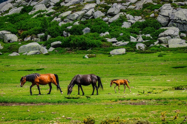 Paarden die op het veld grazen