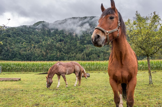 Paarden die op het veld grazen