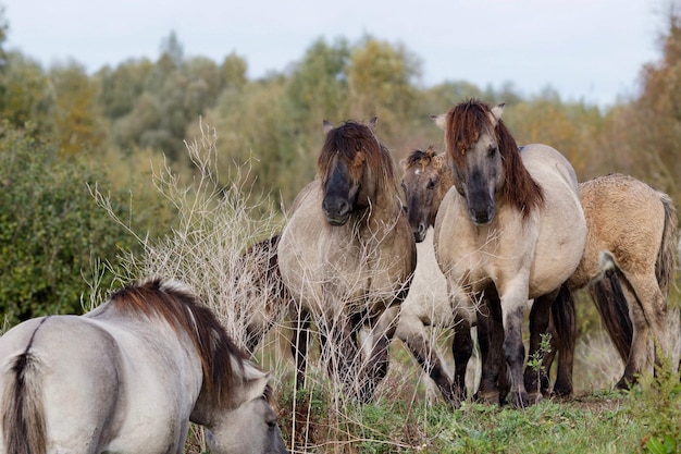 Foto paarden door gedroogde planten op het veld
