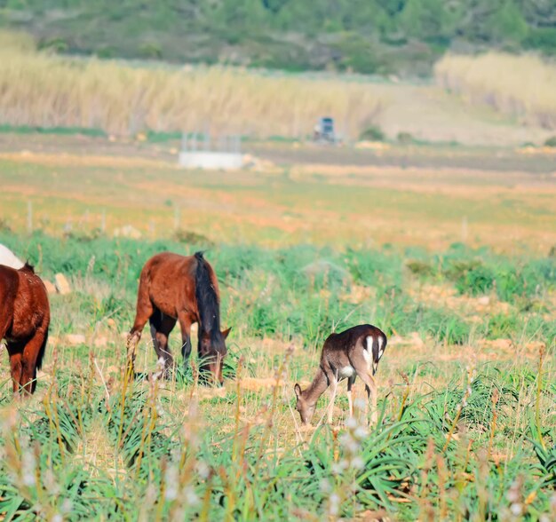 Paarden en herten grazen op een zonnige dag