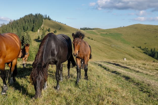 Paarden graasden op een bergweide tegen bergen. Zomer