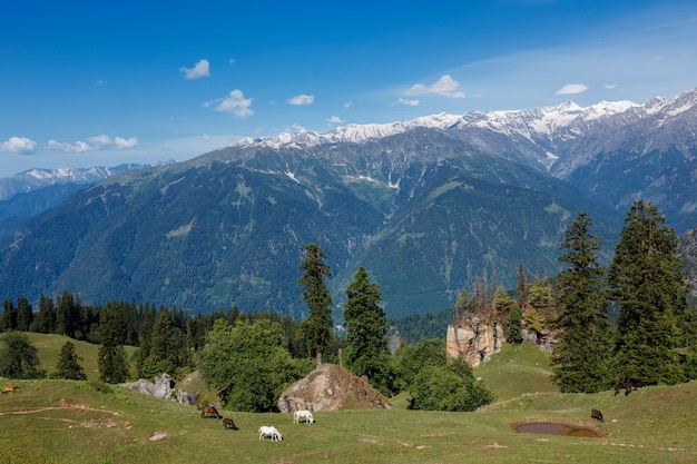 Paarden grazen in de bergen van de Himalaya