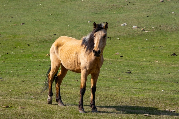 Paarden grazen in de bergen van tien shan kirgizië