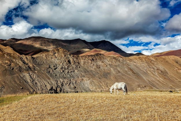 Paarden grazen in de Himalaya