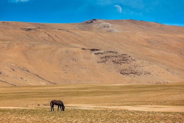 Paarden grazen in de Himalaya