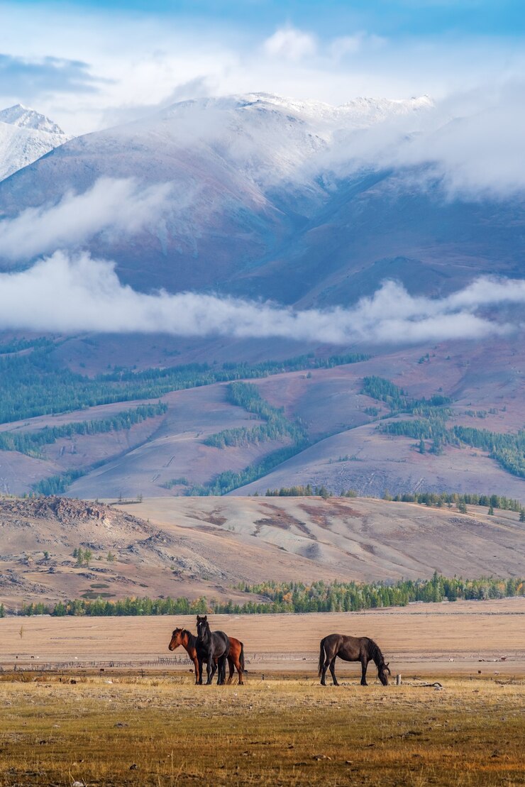 Paarden grazen in de Kurai steppe. Herfst ochtend landschap met dieren. Altaj, Rusland