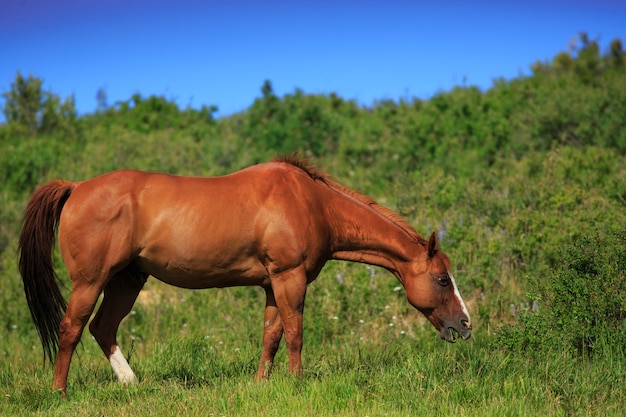 Paarden grazen in de wei