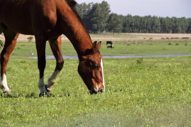 paarden grazen in de wei