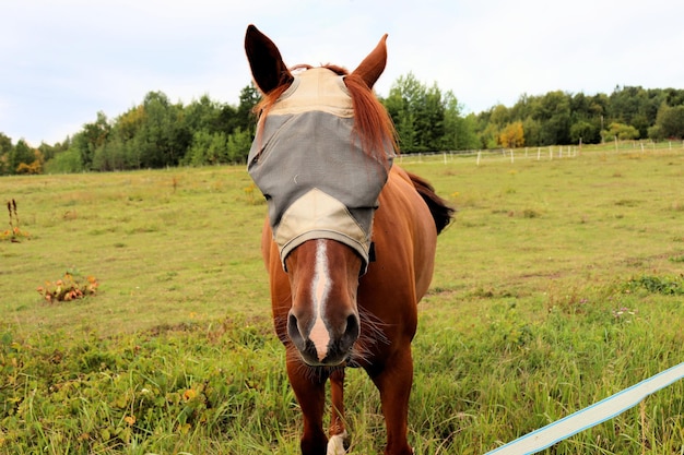 Paarden grazen in de wei